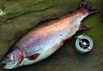 Rainbow trout freshly caught